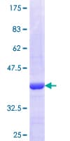 Human VGLL1 Protein (Recombinant GST, N-terminus)