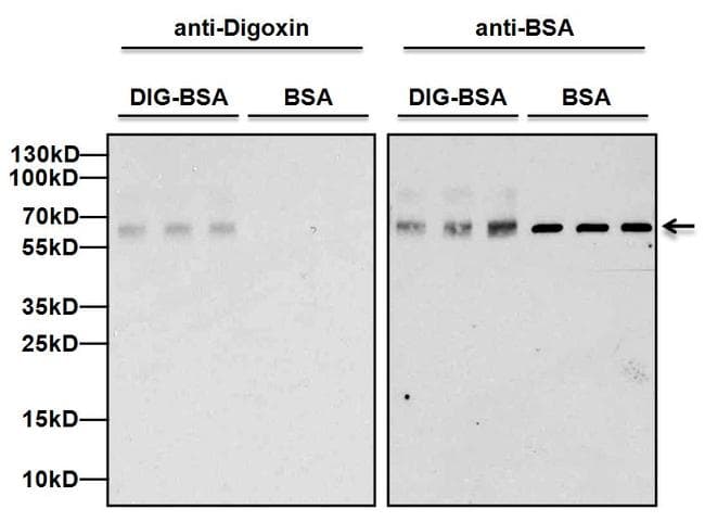 Digoxin Antibody (clone 26G10)