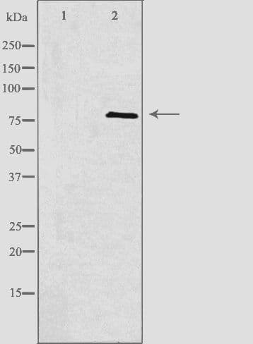 APPL1 / APPL Antibody