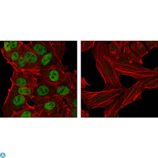 NANOG Antibody