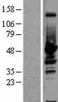 ENO1 / Alpha Enolase Protein (Over-Expression Lysate Myc-DDK (Flag))