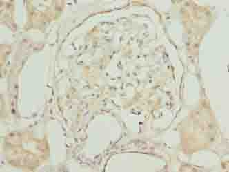 Polyclonal Rabbit anti-Human GNG5 Antibody (IHC)