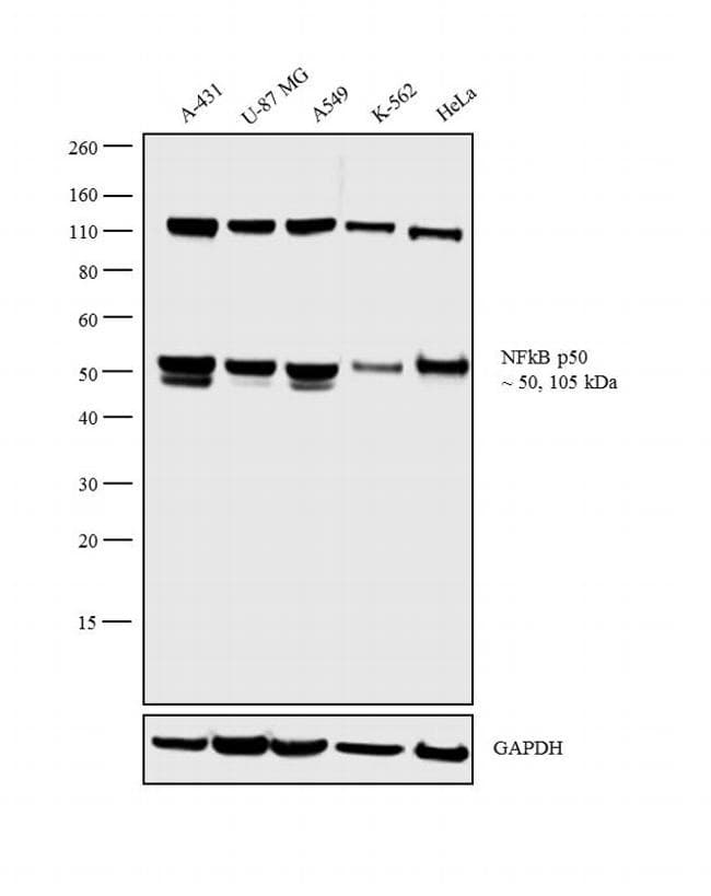 NFKB1 / NF-Kappa-B Antibody (clone 5D10)
