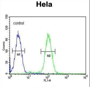 PLA2G16 / HRASLS3 Antibody (aa104-132)
