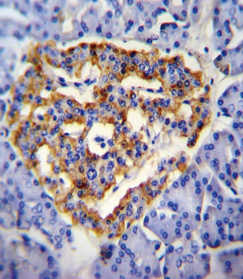 Polyclonal Rabbit anti-Human ERG-1 / CUZD1 Antibody (aa579-607, IHC, IF, WB)