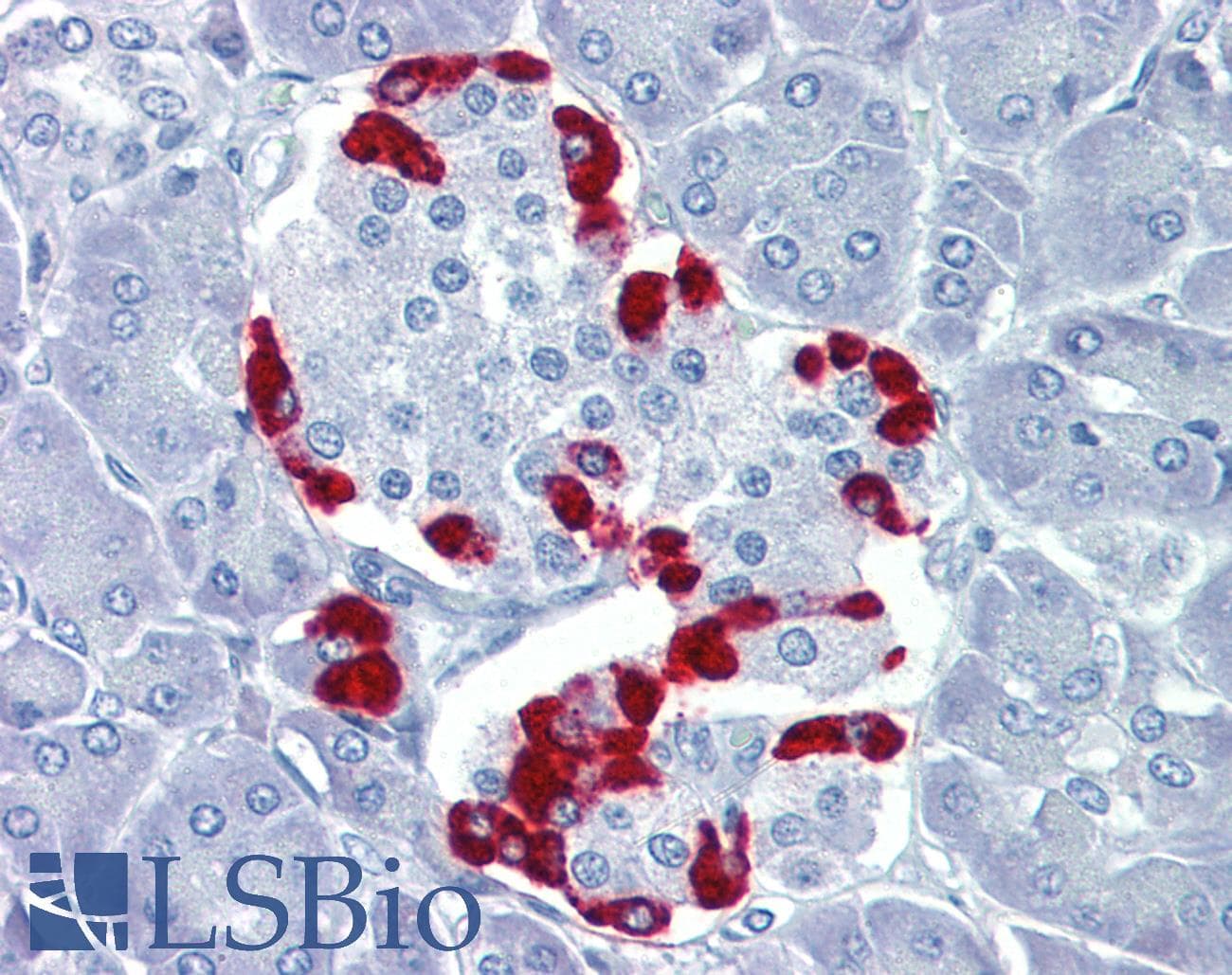 TEAD4 Antibody (C-Terminus)