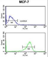 Polyclonal Rabbit anti-Human SELT / Selenoprotein T Antibody (aa48-75, WB)