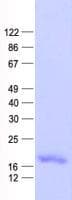 Human UBL4A Protein (Recombinant His, N-Terminal)
