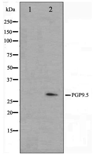 UCHL1 / PGP9.5 Antibody