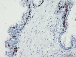 FOXI1 Antibody (clone OTI1D4)