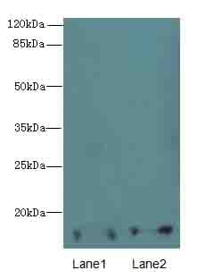 FAM127A Antibody