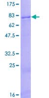 Human ZNF10 / KOX1 Protein (Recombinant GST)