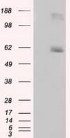 LIPG / Endothelial Lipase Antibody (clone OTI2H10)