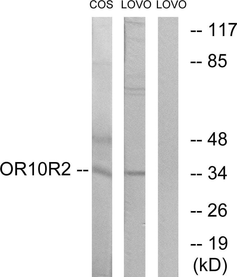 Polyclonal Rabbit anti-Human OR10S1 Antibody (IF, WB)