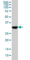 IHC-plus™ Monoclonal Mouse anti-Human ELAVL1 / HUR Antibody (clone 4G8, IHC, IF, WB)