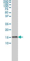 MED31 Antibody (clone 2C8)