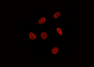 HSF2 Antibody