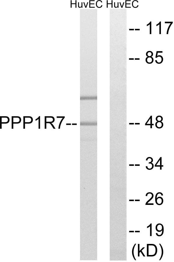 PPP1R7 Antibody