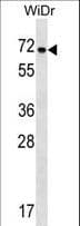 NOX1 Antibody (aa243-271)