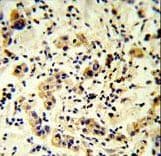 Polyclonal Rabbit anti-Human TMEM30B Antibody (aa42-71, IHC, WB)