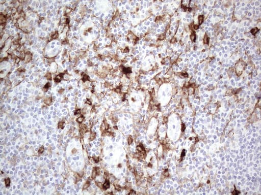 ANPEP / CD13 Antibody (aa668-967, clone OTI2E4)