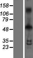 INSM1 Protein (Over-Expression Lysate Myc-DDK (Flag))