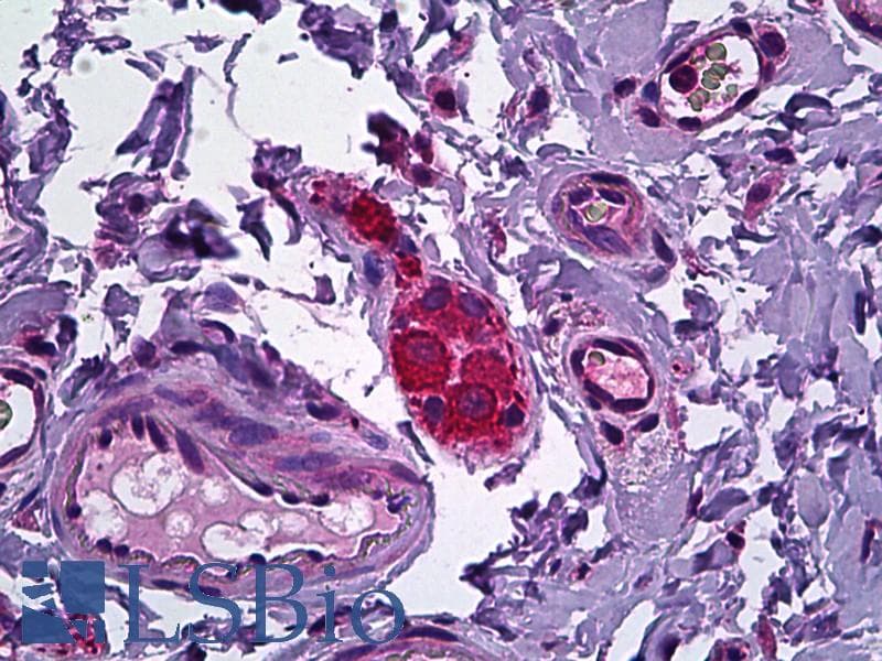 IHC-plus™ NPY5R Antibody (aa241-252)