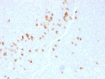 Mouse Anti-IgG4 Secondary Antibody (clone IGHG4/1345)