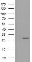 OTUB2 Antibody (clone OTI2E5)
