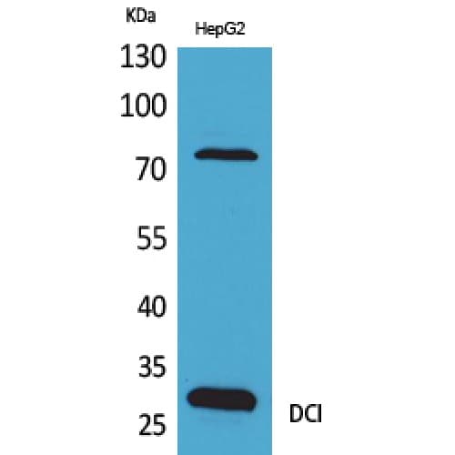 ECI1 / DCI Antibody (C-terminal)
