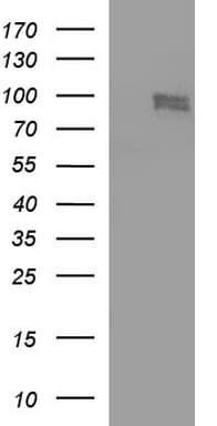 CEP68 Antibody (clone OTI6D5)