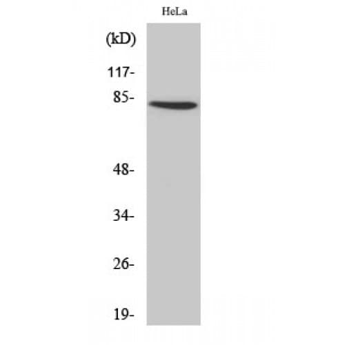 Polyclonal Rabbit anti-Human ZNF225 Antibody (610-690 aa, C-terminal, IHC, WB)