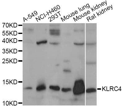 KLRC4 Antibody