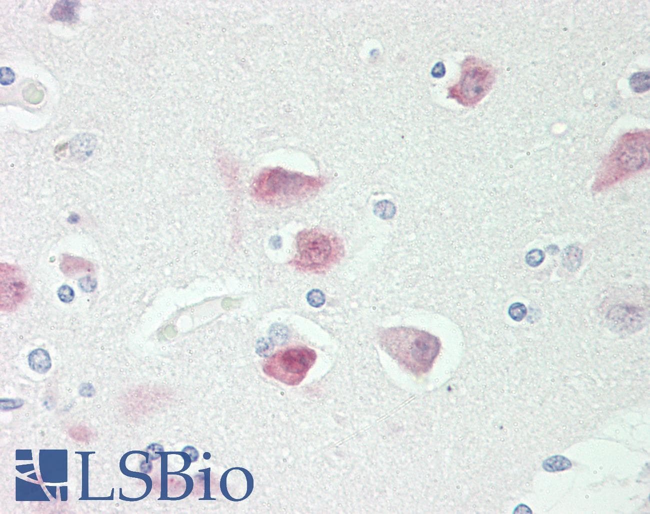 RBFOX3 / NEUN Antibody (DY650)