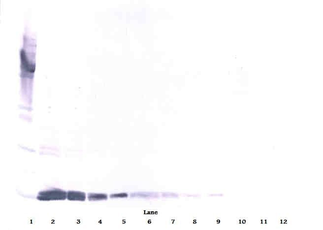 Polyclonal Rabbit anti-Human VEGFA / VEGF Antibody (WB)