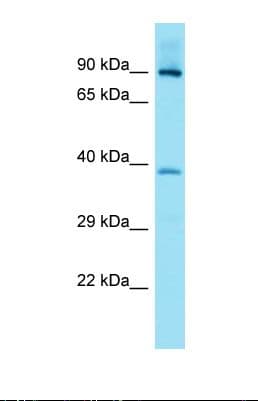 FAM83G Antibody (C-Terminus)