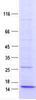 Human CD47 Protein (Recombinant DDK,C-terminus)