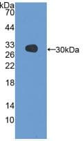 Polyclonal Rabbit anti-Chicken GSTA3 Antibody (aa1-229, WB)