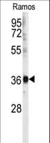 U2AF1 Antibody (aa99-125)