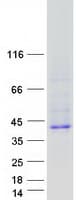 Human RELL2 Protein (Recombinant Myc-DDK (Flag))