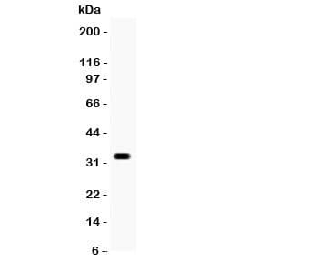 OTX2 Antibody (aa266-296)