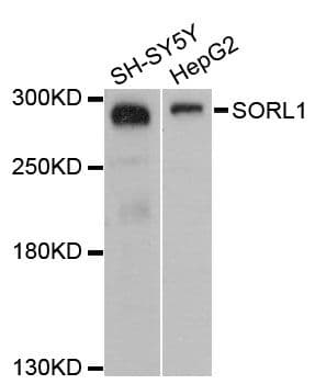 SORL1 Antibody