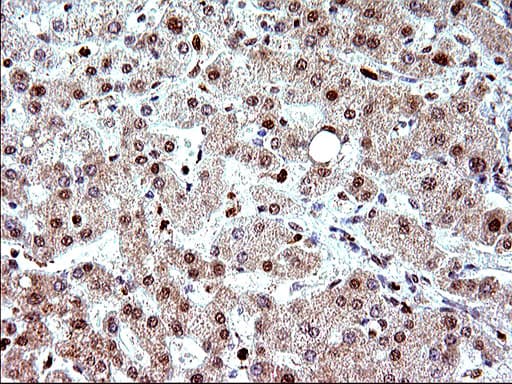 POLR3GL Antibody (clone OTI5E8, Carrier-free)