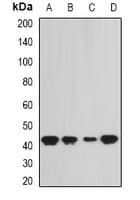 SEPHS1 / SPS Antibody