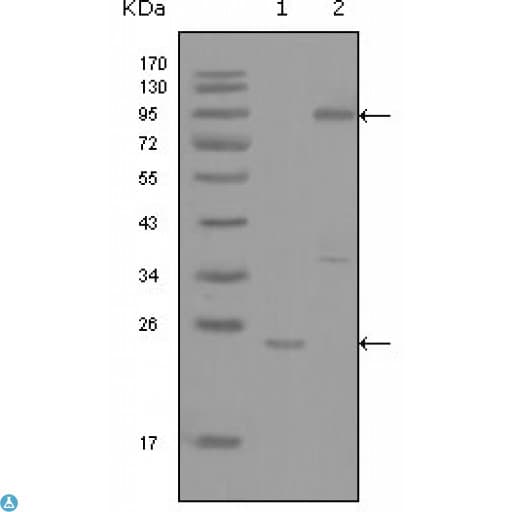 YES1 / c-Yes Antibody