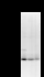 RPP30 Antibody (clone 2931D5a)