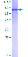 Human NELFB / COBRA1 Protein (Recombinant GST)