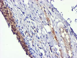 USP7 / HAUSP Antibody (clone OTI1B2)