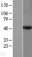 PRKAR2B Protein (Over-Expression Lysate Myc-DDK (Flag))