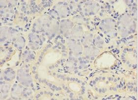 MYCBP Antibody (aa2-103)